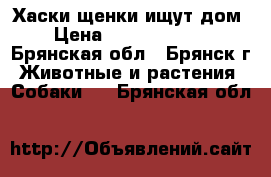 Хаски щенки ищут дом › Цена ­ 10000-15000 - Брянская обл., Брянск г. Животные и растения » Собаки   . Брянская обл.